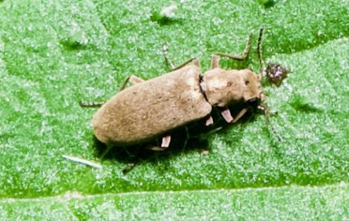 Danacea sp.